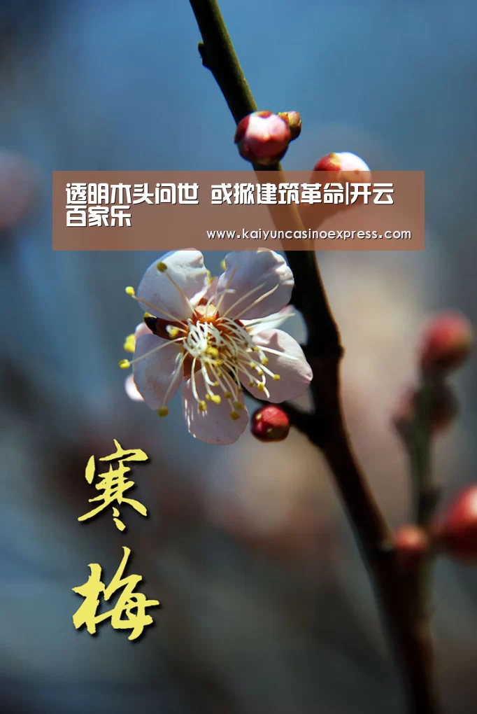透明木头问世 或掀建筑革命|开云百家乐(图1) 开云竞猜